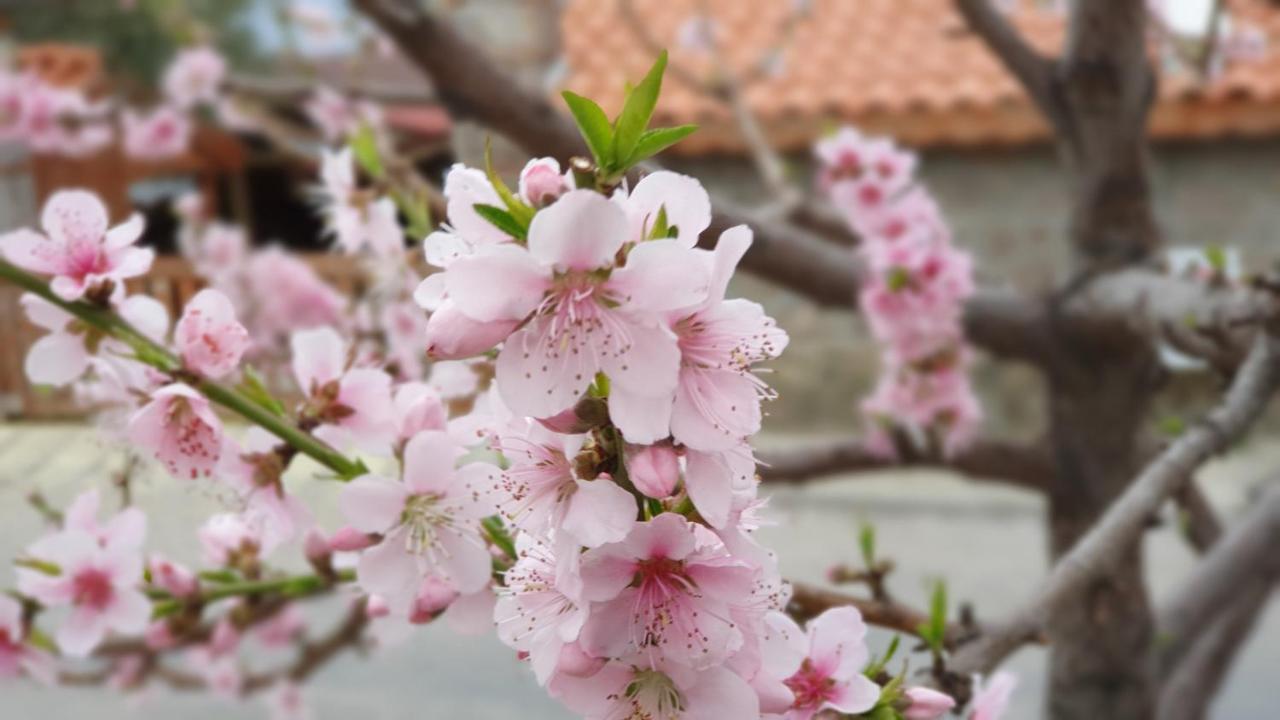 Assos Nazan Motel Restoran Beach Sokakağzı Dış mekan fotoğraf